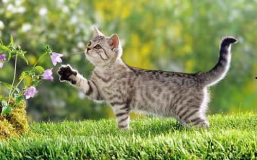 娱乐吃瓜酱社恐猫咪,社恐猫咪的娱乐吃瓜日常