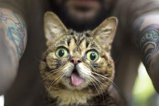 娱乐吃瓜酱社恐猫咪,社恐猫咪的娱乐吃瓜日常
