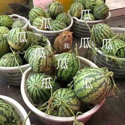 吃娱乐的瓜,揭秘明星幕后故事