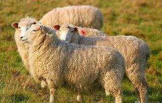 吃瓜娱乐酱羊羊,吃瓜娱乐界的甜蜜小能手