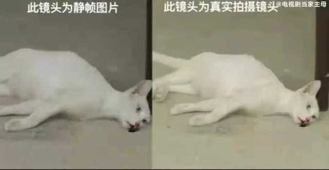 娱乐吃瓜君虐猫,道德底线何在？