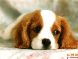 娱乐吃瓜酱狗餐馆,一场跨界美食盛宴