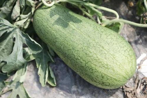 娱乐吃瓜酱玉,揭秘娱乐圈背后的故事与真相