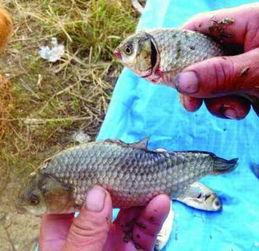 娱乐吃瓜酱放生鱼,一场爱心与自然的和谐交响