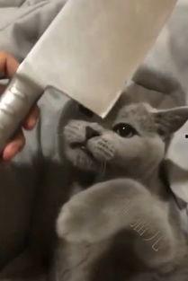 吃瓜娱乐圈懒猫儿,揭秘明星幕后故事