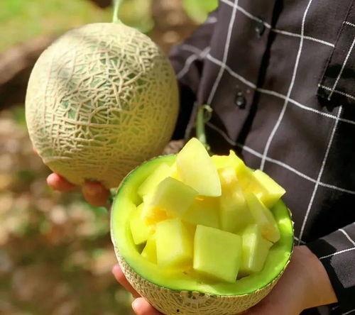 娱乐圈还有什么瓜可以吃,揭秘明星幕后故事与精彩瞬间