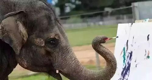 娱乐吃瓜酱大象鼻子,揭秘娱乐圈的神秘面纱