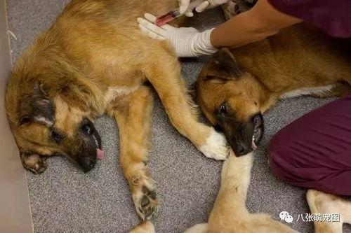 宠物安乐死娱乐吃瓜酱