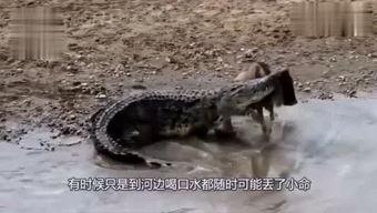 娱乐吃瓜君迅猛龙唱歌,迅猛龙跨界唱歌，音乐界新势力崛起